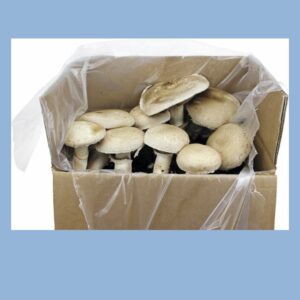 Extra Bild für Pilze züchten