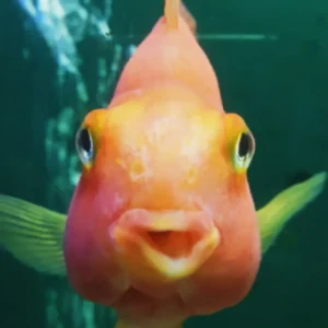Einfach erklÀrt⊠Wie atmen Fische unter Wasser? 8 3