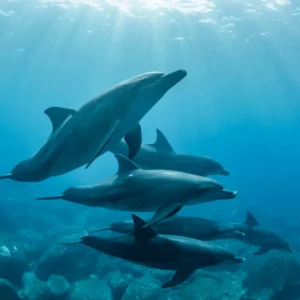 Einfach erklÀrt⊠Wie atmen Fische unter Wasser? 10 5