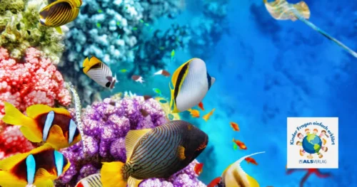 wie atmen Fische unter Wasser, eine spannende Entdeckungsreise unter die Wasseroberfläche.