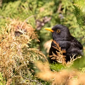 Waldbaden und Achtsamkeit – Warum der Wald uns so guttut 14 Voegel entdecken