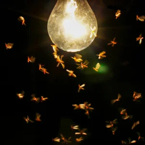 Licht an, Licht aus – wie wirkt Licht auf uns? 11 Insekten an Lampen