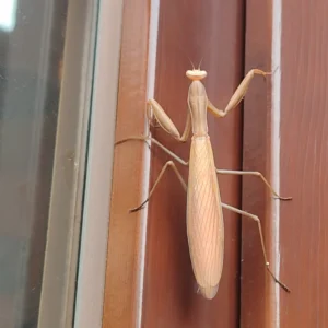 Tierische Porträts – Die Gottesanbeterin 13 Brraune Gottesanbeterin