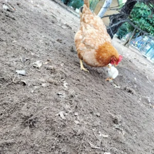 Tiere