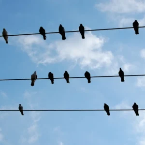 Einfach erklärt: Woher wissen Zugvögel, wo der Süden ist? 11 Vogel rast