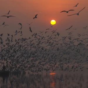 Einfach erklärt: Woher wissen Zugvögel, wo der Süden ist? 10 Zugvoegel brechen auf