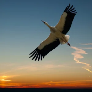 storch